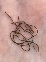 Nostoc flagelliforme