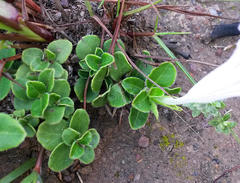 Ruellia pilosa