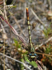 Arigomphus lentulus