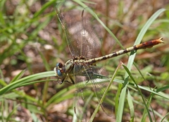 Arigomphus lentulus