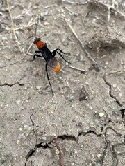 Psorthaspis sanguinea
