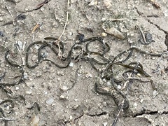 Nostoc flagelliforme