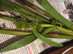 Sparganium glomeratum