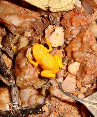 Brachycephalus ephippium