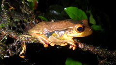 Trachycephalus coriaceus