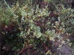 Hermannia lavandulifolia