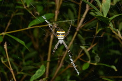 Argiope caledonia