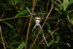 Argiope caledonia