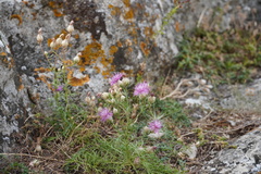 Centaurea deusta