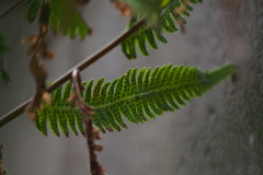 Coryphopteris japonica