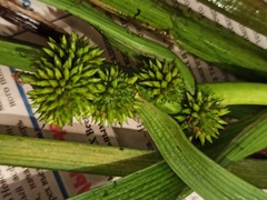 Sparganium glomeratum