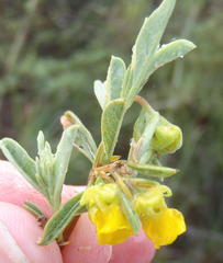Hermannia lavandulifolia