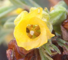 Hermannia lavandulifolia