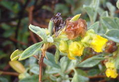 Hermannia lavandulifolia