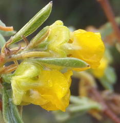 Hermannia lavandulifolia