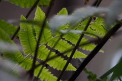 Coryphopteris japonica