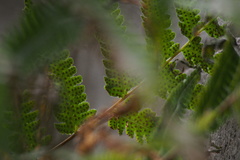 Coryphopteris japonica