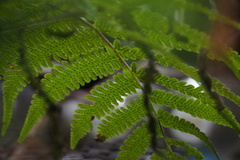 Coryphopteris japonica