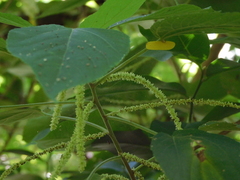 Piperales