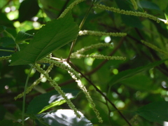 Piperales