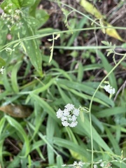 Torilis arvensis recta