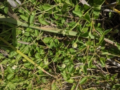 Alternanthera flavescens