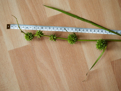 Sparganium androcladum