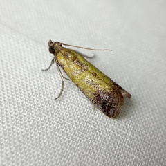 Nephopterix chryserythra