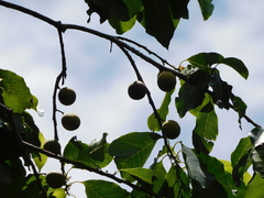 Melicoccus oliviformis