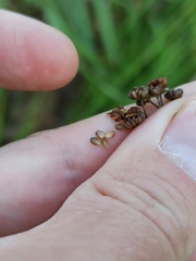 Alisma plantago-aquatica