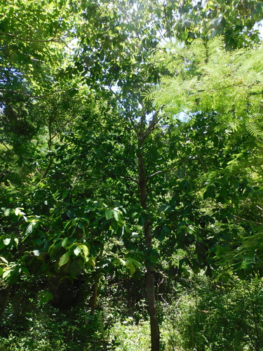 Image of Pradosia Colombiana (Pradosia colombiana) by (c) Luis Rubio-Yépez, some rights reserved (CC BY)