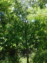 Melicoccus oliviformis