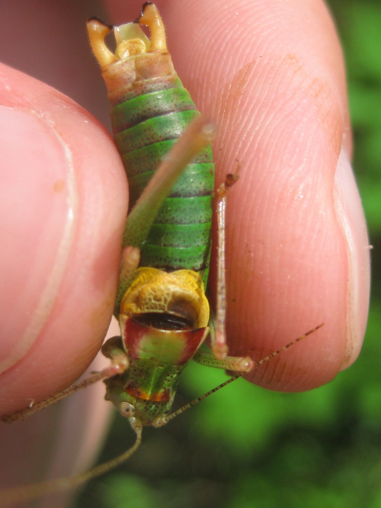 Pliginski's Bright Bush-Cricket