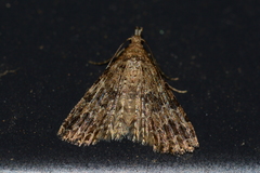 Alucita hexadactyla