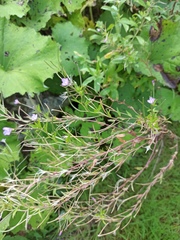 Epilobium adenocaulon