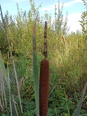 Typha latifolia
