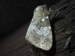 Dysmilichia gemella