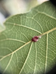 Andricus crystallinus