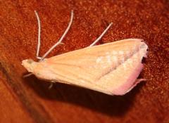 Rhodometra participata