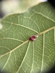 Andricus crystallinus