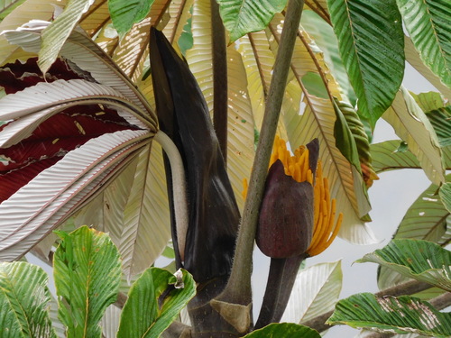 Cecropia garciae