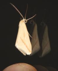 Rhodometra participata