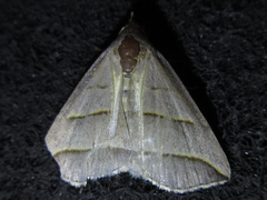 Colobochyla salicalis