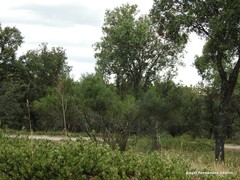 Phillyrea angustifolia