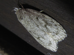 Scythropiodes hamatellus