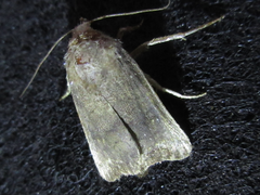Athetis stellata