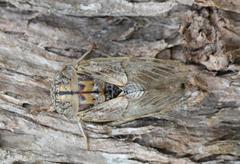 Platypleura capensis