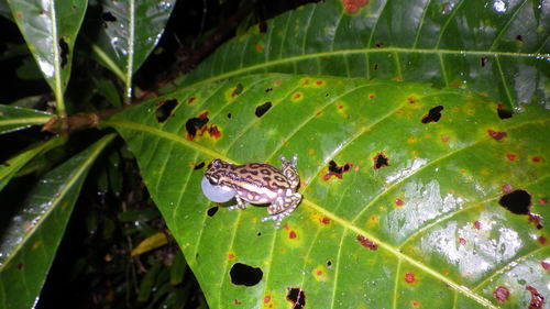 Tukeit Hill Frog
