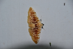 Polygrammodes sanguinalis