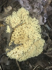 Ramaria caulifloriformis